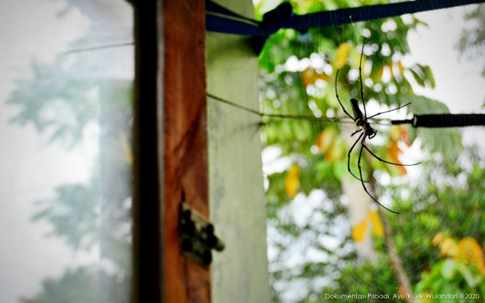 Mas Nephie merentang jaring dekat jendela kamar (foto dokumentasi pribadi: Ayu 'Kuke' Wulandari)